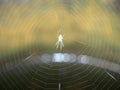 A small spider sits in the center of the web