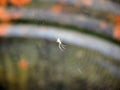 A small spider sits in the center of the web