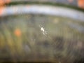 A small spider sits in the center of the web