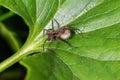 Small spider sitting on a green leaf