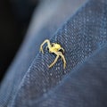 Small spider on jeans