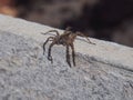 Small spider sitting on a rock. Arthropods.