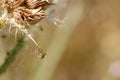 Tiny spider weaving a delicate web on a dried flower stem in a sunny garden during late afternoon hours Royalty Free Stock Photo