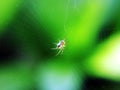 A small spider spat a web in the spring on a beautiful background Royalty Free Stock Photo