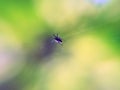 A small spider spat a web in the spring on a beautiful background Royalty Free Stock Photo