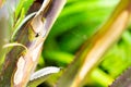 Small spider, spiderweb and House lizard feces on Bromeliad leaves, Close up & Macro shot, Selective focus, Abstract graphic