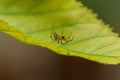 A small spider standing on a green leaf.Insect.Background Royalty Free Stock Photo