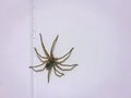 A Small Spider on Tiled Wall Royalty Free Stock Photo