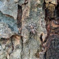 Small spider on the tree trunk