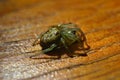 Small spider under wooden surface