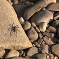 Small spider walk on stones Royalty Free Stock Photo