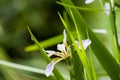 Small spider walking on flower leaf Royalty Free Stock Photo