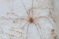 Small spider on the wall Royalty Free Stock Photo