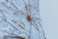 Small spider on the wall Royalty Free Stock Photo