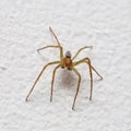 Small spider on wall