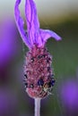 Spider weaving its web on lavender bush