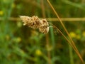 Small spider weaving web on a spikelet of wheat