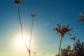 Small spider on web between two dry stalks of dry grass. Backlight of the sun in frame Royalty Free Stock Photo