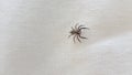 Small spider on the white linen background. Royalty Free Stock Photo
