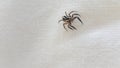 Small spider on the white linen background. Royalty Free Stock Photo