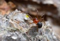 Small spider on wood