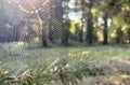 A small spider wove a web in the forest. Spider on the web. In the forest opposite the sunny bloom there is a beautiful Royalty Free Stock Photo
