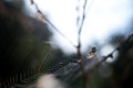 Small spider (Metellina segmentata) in a big net in the forest,