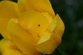 small spider on a yellow tulip Royalty Free Stock Photo