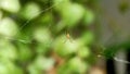 Small spiders nest among dense vegetation. Royalty Free Stock Photo