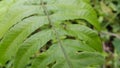 Small spiders perch on the leaves. Photo taken in the forest Royalty Free Stock Photo