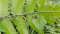 Small spiders perch on the leaves. Photo taken in the forest Royalty Free Stock Photo