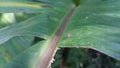 Small spiders perch on plant leaves Royalty Free Stock Photo