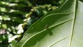 Small spiders perch on plant leaves Royalty Free Stock Photo