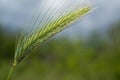 small spike of grass. sunny day