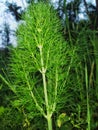 Small spiky soft plant closeup