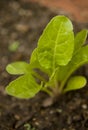 Small spinach plant Royalty Free Stock Photo