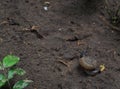 Small spiral curve shell of a snail on earth ground in garden creeping slowly and peacefully