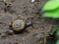 Small spiral curve shell of a snail on earth ground in garden creeping slowly and peacefully