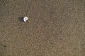 Small spiral shell on the sand. Royalty Free Stock Photo