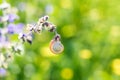 Small spiral snail hanging on a flower on blurred green grass background