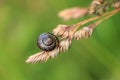 Small spiral snail hanging on spikelet on blurred green grass background