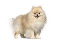 Small spitz dog cream standing, isolated