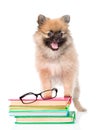 Small spitz dog with glasses and pile books. isolated on white