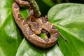 Small-spotted Cat-eyed Snake, Leptodeira polysticta, Tortuguero, Costa Rica Royalty Free Stock Photo