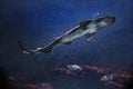 The small-spotted catshark Scyliorhinus canicula. Royalty Free Stock Photo