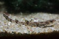 Small-spotted catshark Scyliorhinus canicula Royalty Free Stock Photo