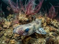 Small Spotted Catshark Royalty Free Stock Photo