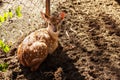 A small spotted deer rests in a park behind a mesh fence on a sunny day.