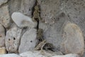 Small spotted frogs climb into the rock,