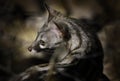 Small-spotted genet, G. genetta, in the dark forest, Etosha NP, Namibia, Africa. Night nature, detail portrait of beautiful animal